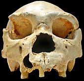 Uma foto do crânio Denisovan encontrado em Sima de los Huesos