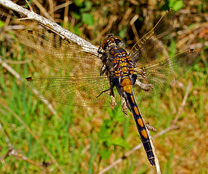 Jonke Männche vun der Leucorrhinia rubicunda (Nordische Moosjungfer), déi et och zu Lëtzebuerg gëtt