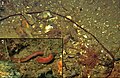 May 6: the very long worm Lineus longissimus