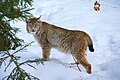 Eurasischer Luchs