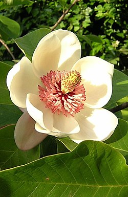 Flor de Magnolia wieseneri, mostrando todas as suas partes.
