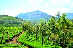 A view of Munnar