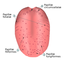 Soorten tongpapillen: draadvormige papillae filiformes (linksonder), de enige die geen smaakknoppen bevatten, paddenstoelvormige papillae fungiformes (rechtsonder), bladvormige papillae foliatae (linksboven) en de grote papillae circumvallatae achter op de tong (rechtsboven)