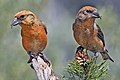 Common Crossbill