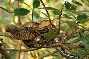 Cook's tree boa (Corallus hortulanus)