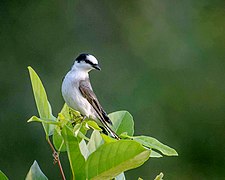 omidar cenușiu (Pericrocotus divaricatus)