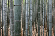 Plein de "troncs" de bambous bien verticaux.