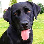 Nero Labrador Retriever