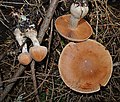 !Cortinarius laniger!