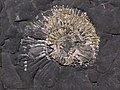 Crushed ammonite fossil on the beach
