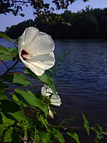 White flower