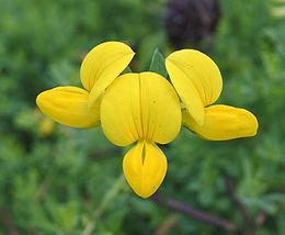 Szarvaskerep (Lotus corniculatus) virágok