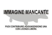 Immagine di Eoengraulis fasoloi mancante