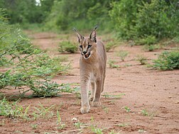 Caracal, ici en Afrique du Sud