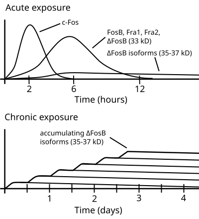 ΔFosB accumulation graph