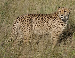 Ongeneeslike (beseer uit 'n lokval) jagluiperd van Africat Foundation, Namibië.