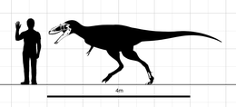 Diagramme montrant une reconstitution de la taille d'Alioramus remotus (à gauche) par rapport à un humain (à droite).