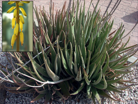 Planta de Aloe vera com flor em detalhe