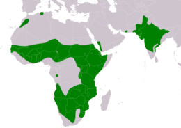 Zöld színnel jelölve az elterjedési területe