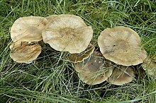 A group of brown mushrooms, their ring-marked caps overlapping, grows in tall grass.
