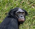 Dr Chopf vom ene Bonobo: Uffellig si dr lang Hoorschopf, wo vilmol gschäitlet isch, und s dunkle Gsicht mit de helle Libbe.