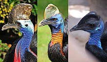 Cassowary Diversity.jpg