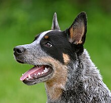 Anjing lembu biru dengan tompok hitam mengatasi matanya