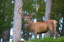 Red deer (Cervus elaphus)