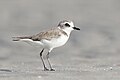 Image 5 Lesser sand plover Photograph: JJ Harrison The lesser sand plover (Charadrius mongolus) is a small wader in the plover family of birds. This highly migratory species feeds on insects, crustaceans and annelid worms. More selected pictures