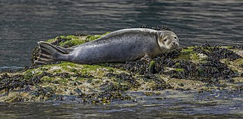 Jeune veau marin sur la côte sud de Skomer (pays de Galles). (définition réelle 4 611 × 2 251)