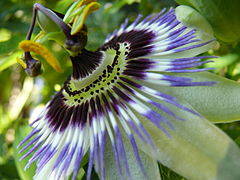 Passiflora caerulea ouverte vue de 3/4.