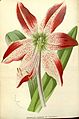 Amaryllis pardina