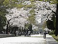 Blomstrande kirsebærtre i fredsparken i Hiroshima. Foto: Arakawa Yasuhiro