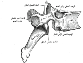 فقرة صدرية نموذجية.