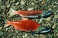 Female (top) and male (bottom) in spawning colors