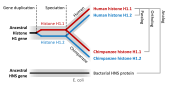 Miniatura para Homologia de sequência