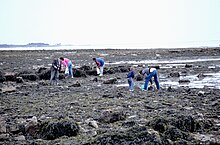 5 personnes munies de sacs en plastique au niveau de l'estran, baissées pour ramasser des coquillages.