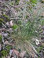 Echter Schaf-Schwingel (Festuca ovina), Habitus