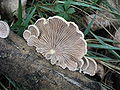 Gemeiner Spaltblättling (Schizophyllum commune)