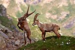 Íbices en el Parque Nacional del Gran Paraíso