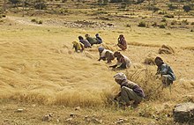 Des hommes et des femmes récoltent le teff, céréale éthiopienne de base, dans un champ en bordure de route entre Axum et Adwa, dans le nord de l'Éthiopie. Selon Wikipédia : Le teff ou taf (Eragrostis tef, Amharic ṭēff, Tigrinya ṭaff) est une graminée annuelle, une espèce d'herbe d'amour originaire des hauts plateaux du nord de l'Éthiopie, dans le nord-est de l'Afrique. Elle présente un profil nutritionnel intéressant, car elle est riche en fibres alimentaires et en fer et fournit des protéines et du calcium. Il a un goût aigre. Sa cuisson est similaire à celle du millet et du quinoa, mais sa graine est beaucoup plus petite. Le teff est une céréale alimentaire importante en Éthiopie et en Érythrée, où il est utilisé pour la fabrication de l'injera. En raison de la petite taille de ses graines (moins de 1 mm de diamètre), une personne peut en tenir suffisamment pour semer une grande surface dans une seule main. Cette propriété rend le teff particulièrement adapté à un mode de vie semi-nomade. Le mot "tef" est lié par l'étymologie populaire à la racine éthio-sémitique "ṭff", qui signifie "perdu" (en raison de la petite taille du grain).