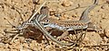 Image 29Bosc's fringe-toed lizards during courtship