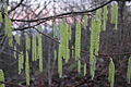 Young male catkins of hazel (Corylus avellana)