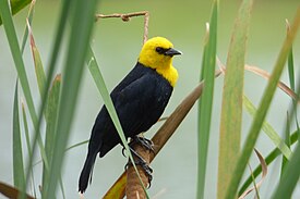 Chrysomus icterocephalus