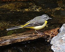 Photographie en couleurs d'un passereau au plumage gris blanc et noir et au ventre jaune, les pattes posées sur un roseau