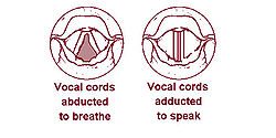 Hlasivky: vlevo je hlasivková štěrbina otevřená, na pravém obrázku při tvorbě hlasu