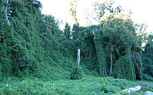 Trees infested with Kudzu (Pueraria lobata)