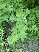 Foliage of Liquidambar orientalis