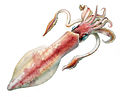 Image 7 Loligo forbesii Illustration: Comingio Merculiano Loligo forbesii is a commercially important species of squid in the family Loliginidae. It can be found in the seas around Europe, its range extending through the Red Sea toward the East African coast. The squid lives at depths of 10 to 500 m (30 to 1,600 ft), feeding on fish, polychaetes, crustaceans, and other cephalopods. More selected pictures