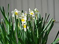 Narcissus tazetta subsp. chinensis